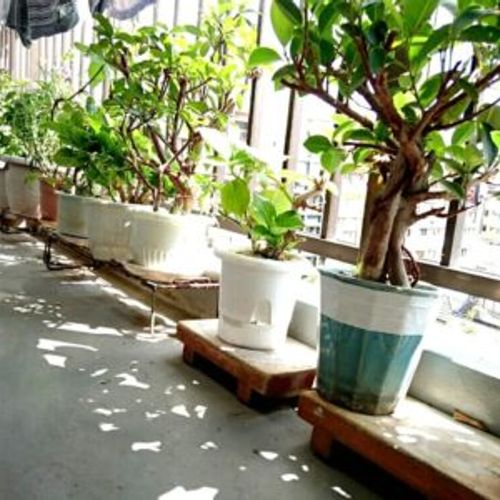 ベランダにおすすめの観葉植物 選び方のコツと管理方法 Greensnap グリーンスナップ